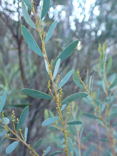 Acacia buxifolia, photograph 5