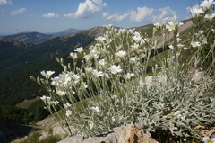 Cerastium biebersteinii