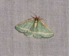 Mixocera latilineata