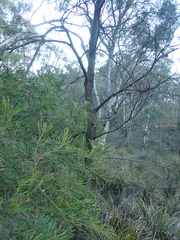 Acacia parramattensis, photograph author not stated, no rights reserved