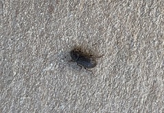 Bostrichoidea