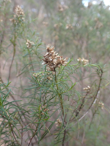 Cassinia quinquefaria
