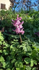 Corydalis cava