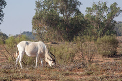 Addax nasomaculatus