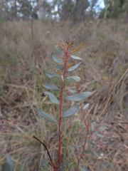 Acacia buxifolia, photograph author not stated, no rights reserved