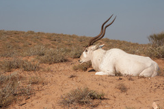 Addax nasomaculatus