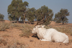 Addax nasomaculatus