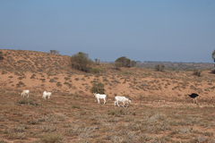 Addax nasomaculatus