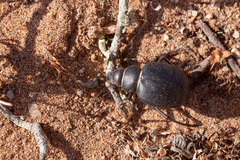 Pimelia