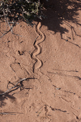 Chalcides sphenopsiformis