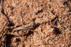 Acrididae