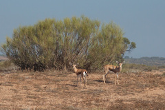 Gazella dorcas