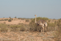 Struthio camelus camelus