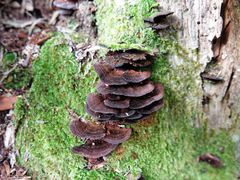 Hymenochaete microcycla