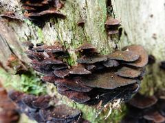 Hymenochaete microcycla