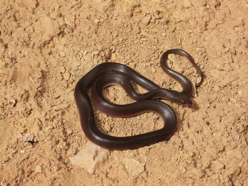Brown House Snake