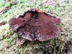 Hymenochaete microcycla