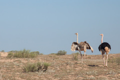 Struthio camelus camelus