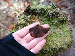 Hymenochaete microcycla