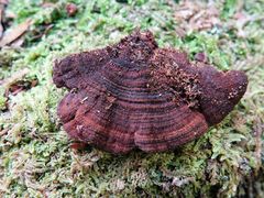 Hymenochaete microcycla