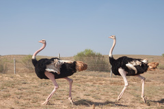 Struthio camelus camelus