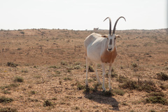 Oryx dammah