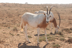 Oryx dammah