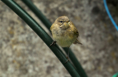 Phylloscopus collybita collybita