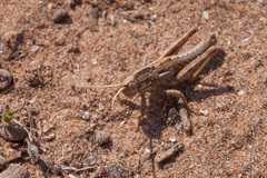 Paracinipe mauritanica
