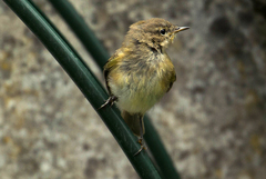 Phylloscopus collybita collybita