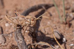 Paracinipe mauritanica