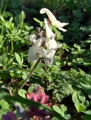 Corydalis cava