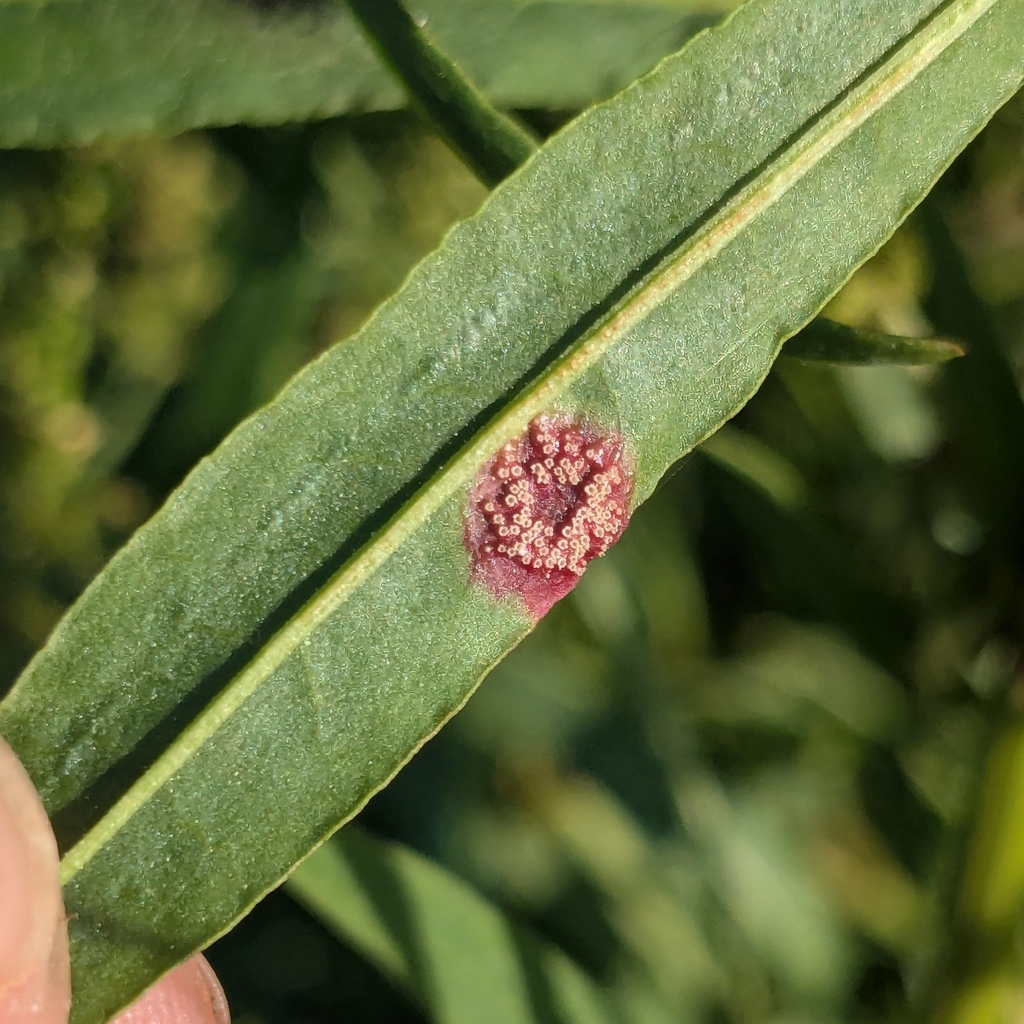 Water Reed Rust Identification reed rust from 7595, Portugal on April 18, 2026 at 06:40 PM by ...