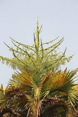 Corypha umbraculifera