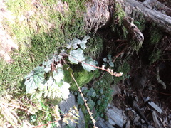 Asimitellaria formosana
