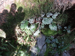 Asimitellaria formosana, photograph 呂一起(Lyu yi-chi), CC BY, iNaturalist via GBIF
