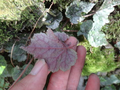 Asimitellaria formosana, photograph 呂一起(Lyu yi-chi), CC BY, iNaturalist via GBIF