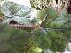 Asimitellaria formosana, photograph 呂一起(Lyu yi-chi), CC BY, iNaturalist via GBIF