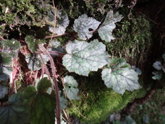 Asimitellaria formosana, photograph 呂一起(Lyu yi-chi), CC BY, iNaturalist via GBIF