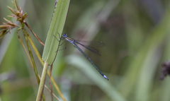 Lestes plagiatus