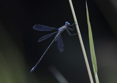 Lestes plagiatus