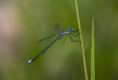 Lestes plagiatus