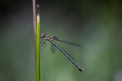 Lestes plagiatus