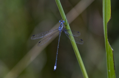 Lestes plagiatus