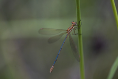 Lestes plagiatus