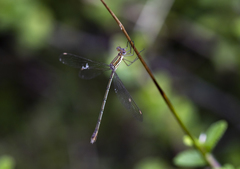 Lestes plagiatus