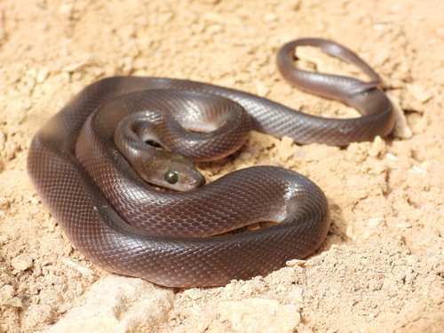 Brown House Snake