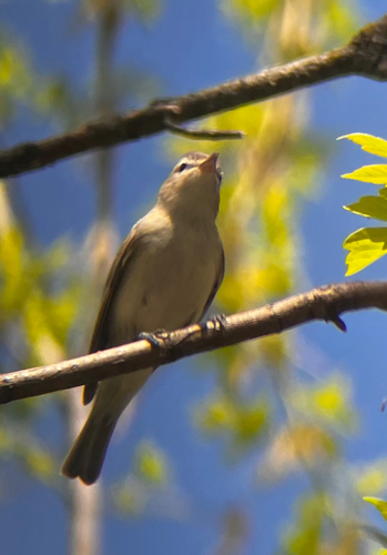 Warbling Vireo (Eastern)