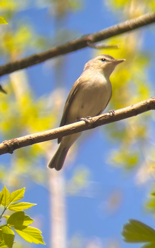 Warbling Vireo (Vireo gilvus), photo 7