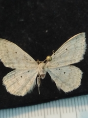 Scopula incanata